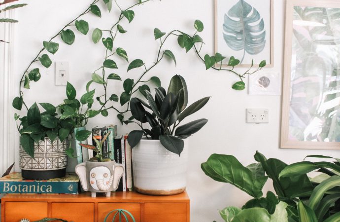 Freshen Up Your Living Space with these 5 Air-Purifying Houseplants