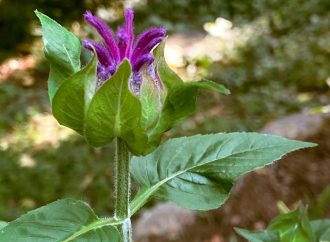 Grow Your Own Salad: The Top 5 Edible Plants for a Delicious Garden