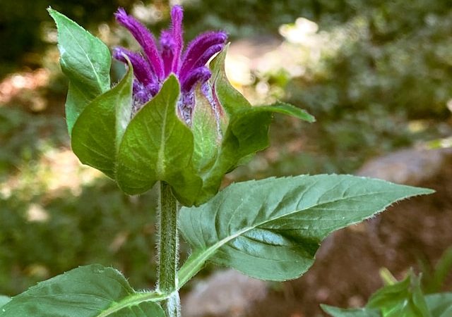 Grow Your Own Salad: The Top 5 Edible Plants for a Delicious Garden