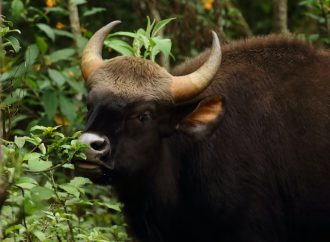 Great Escape Stories of Wild Mammals Taking Advantage of a Human-Free World