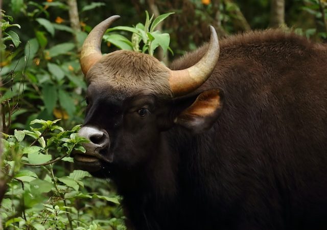 Great Escape Stories of Wild Mammals Taking Advantage of a Human-Free World