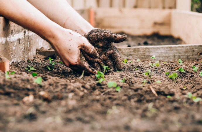 Growing Hope in Desolate Areas: The Impact of Planting on Mental Health and Well-Being
