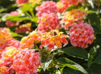 The Buzz About Pollinator Gardens: How to Create Your Own Backyard Haven