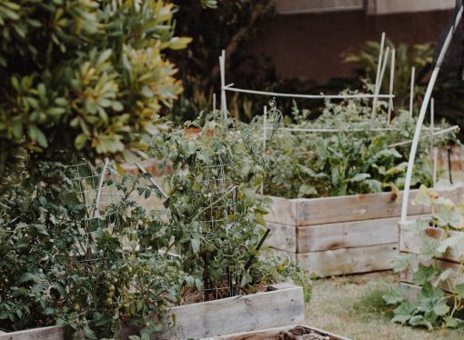 The Best Soil for Your Succulents and Cacti: What You Need to Know