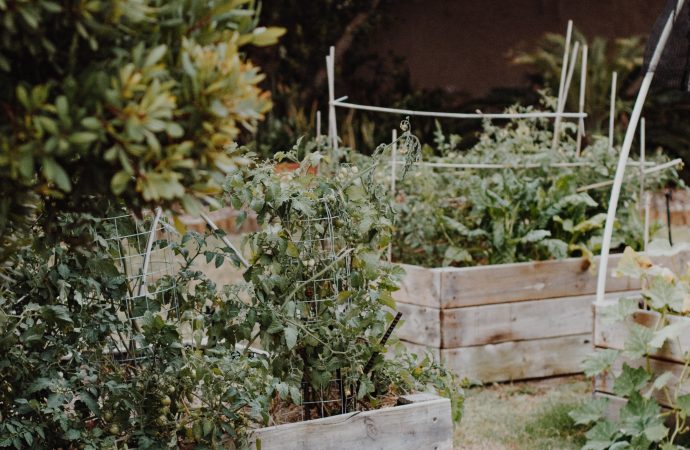 The Best Soil for Your Succulents and Cacti: What You Need to Know