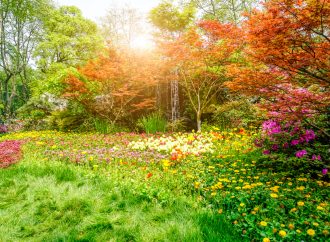 Exploring Creative Angles and Perspectives in Garden Photography