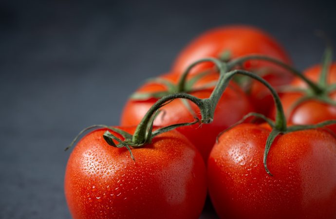 Tomato Industry Advancement: High Disease-Resistant Varieties Coming Soon