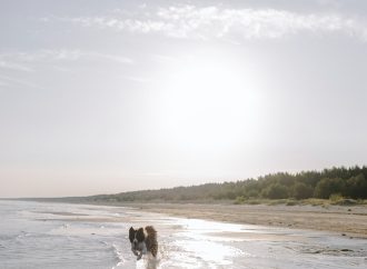 Psychological Perks of Mental Restoration by the Seashore