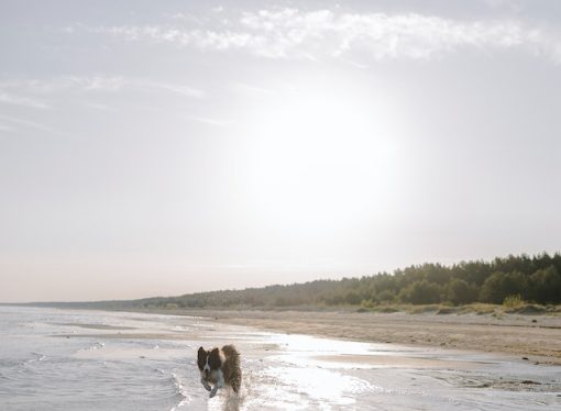 Psychological Perks of Mental Restoration by the Seashore
