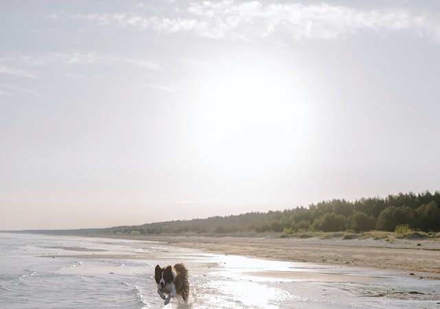 Psychological Perks of Mental Restoration by the Seashore