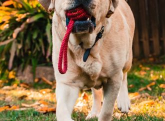 Dog Bites Understanding the Legal Ramifications