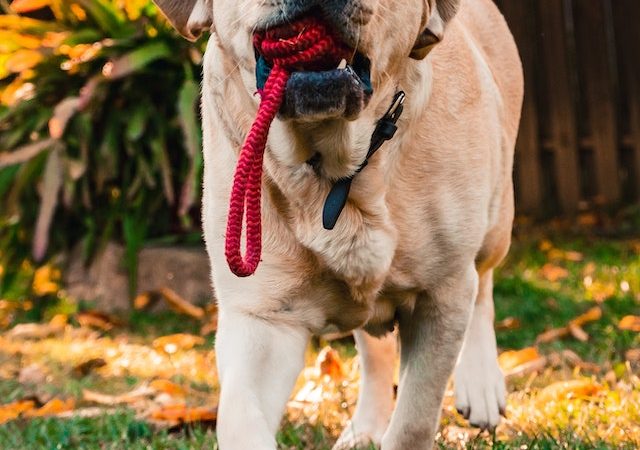 Dog Bites Understanding the Legal Ramifications