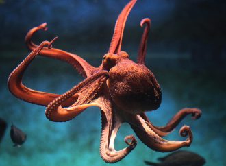 Unveiling Octopuses’ and Squids’ RNA Editing Prowess: Genetic Mastery