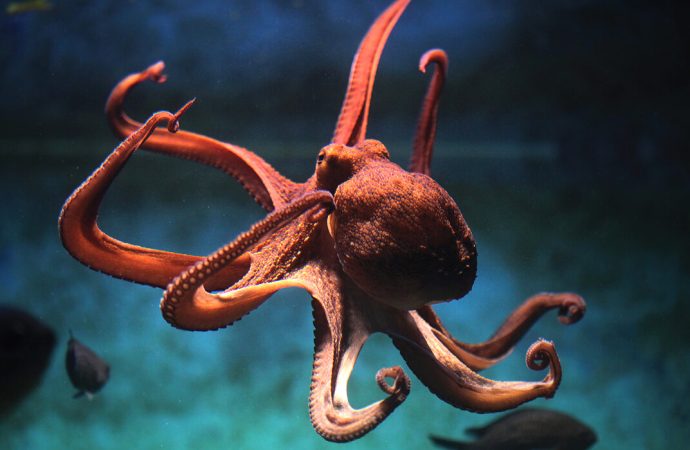 Unveiling Octopuses’ and Squids’ RNA Editing Prowess: Genetic Mastery