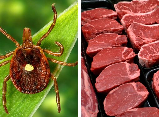 CDC Reports Tick-Linked Meat Allergy in 500,000