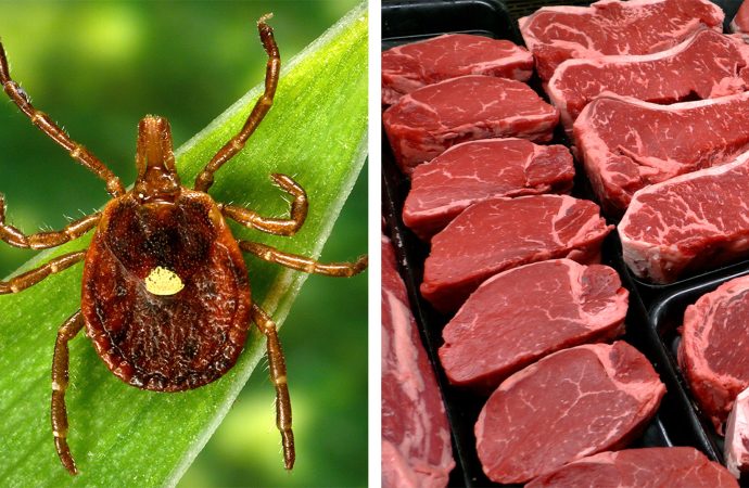 CDC Reports Tick-Linked Meat Allergy in 500,000