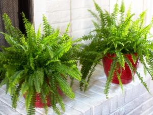 Fern Varieties