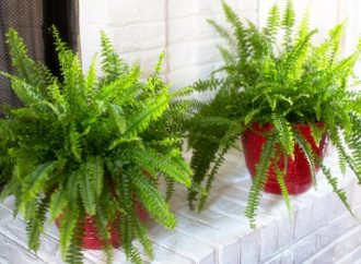 Top 20 Fern Varieties to Transform Your Garden