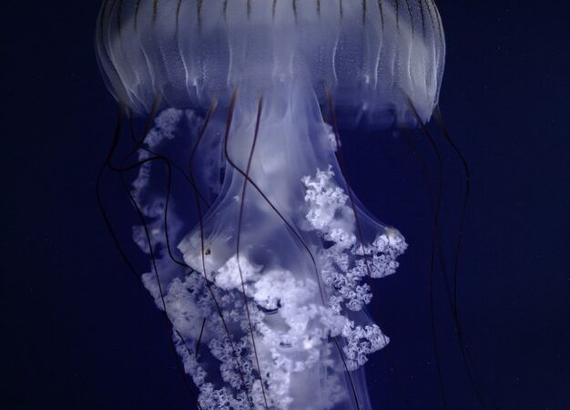 Timeless Treasures: Oldest Jellyfish Fossils Found