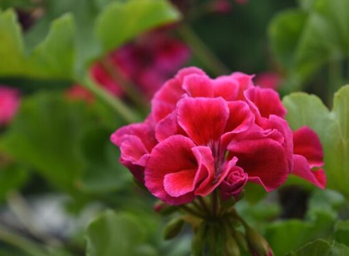 Blooms of Scandinavia: Embracing the Pelargonsjuka Gardening Trend