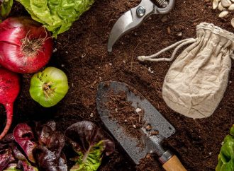 Beginner’s Guide to Vegetable Gardening: Tips for Green Thumbs