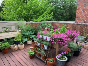 Container Garden