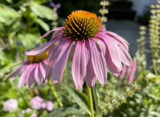 Mastering Summer Garden Care: Beat the Heat with Expert Tips