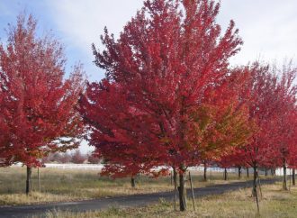 The Science and Beauty of Fall Leaf Color Changes