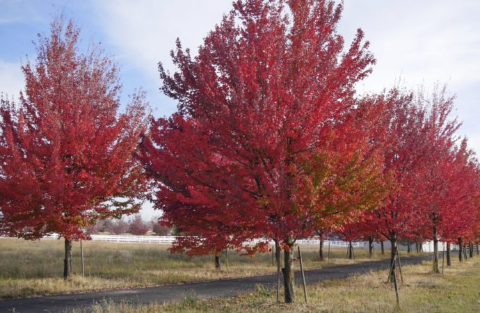 The Science and Beauty of Fall Leaf Color Changes