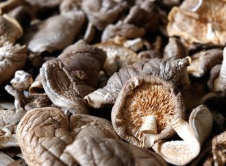 Boost Your Health with Mighty Mushrooms: 5 Reasons to Amp Up Your Intake