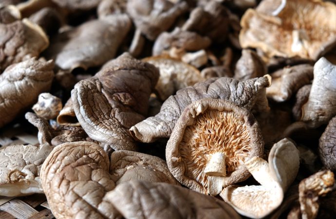 Boost Your Health with Mighty Mushrooms: 5 Reasons to Amp Up Your Intake