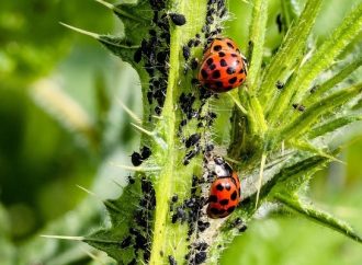 Mastering Vigilant Gardening: Early Pest and Disease Detection