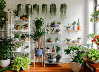 Sun-Resilient Indoor Plants: Barbara Damrosch’s Top Picks for Lively Indoors