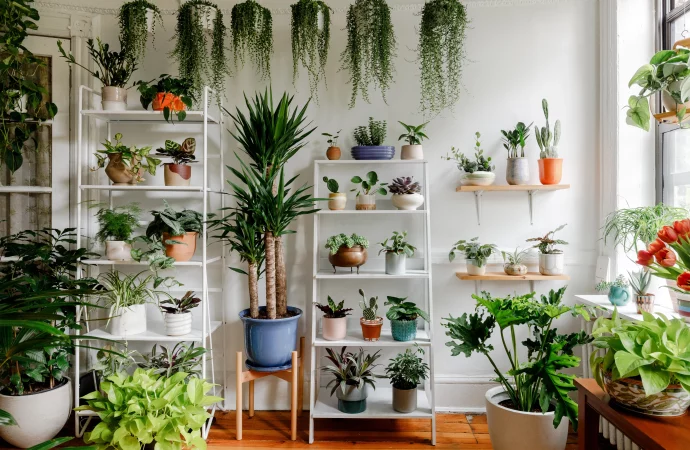 Sun-Resilient Indoor Plants: Barbara Damrosch’s Top Picks for Lively Indoors