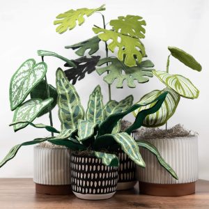 Houseplants