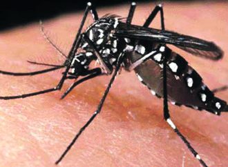 Dengue Fever Myths and Facts Clearing Misconceptions