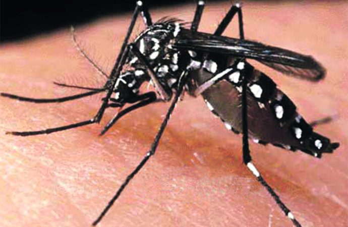 Dengue Fever Myths and Facts Clearing Misconceptions