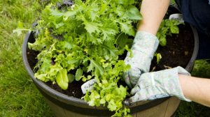 Container Planting