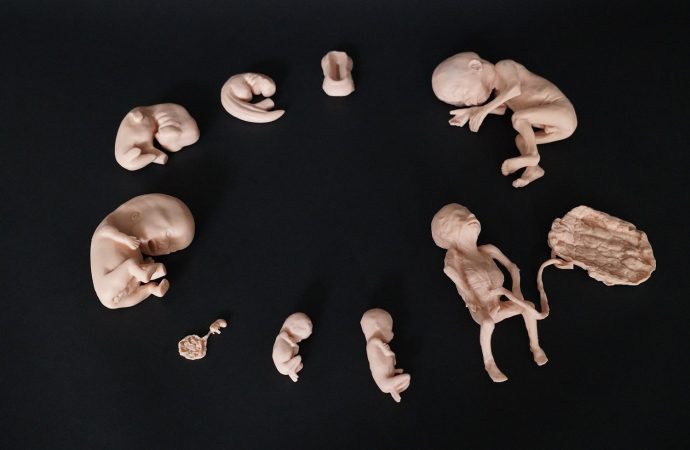 Exploring Advanced Human Embryo Replicas: Insights & Ethics