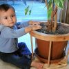 Protecting Curious Toddlers: Childproofing Houseplants Guide