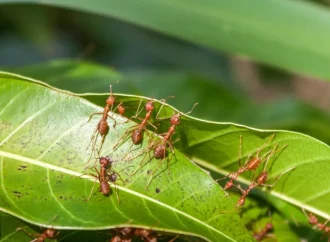 Unveiling Ants’ Role: Garden Allies and Common Misconceptions