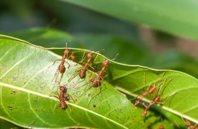 Unveiling Ants’ Role: Garden Allies and Common Misconceptions