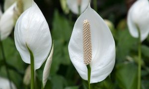 Lily Plant
