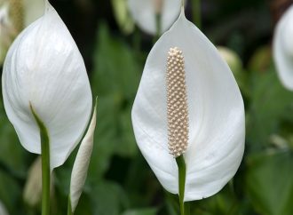 Peace Lily Plant Care: A Comprehensive Guide