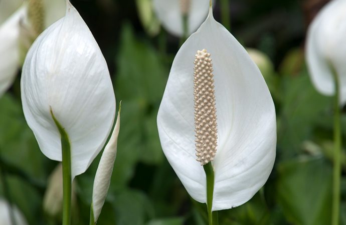 Peace Lily Plant Care: A Comprehensive Guide