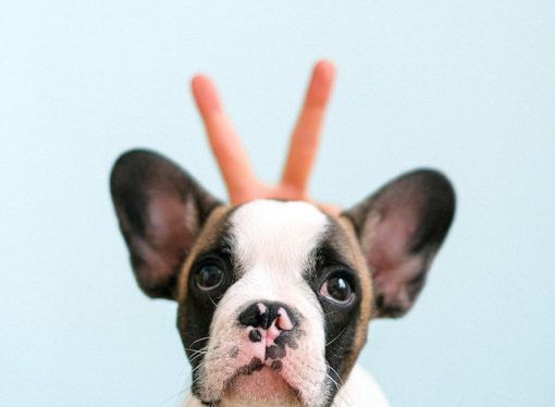 Choosing the Perfect Dog Breed Your Ultimate Guide