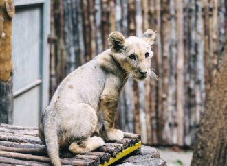 Bringing Home, a Baby Cub Expert Care Tips