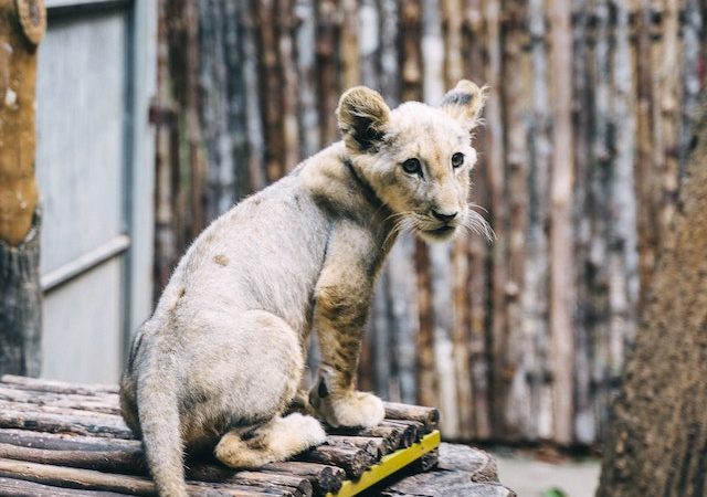 Bringing Home, a Baby Cub Expert Care Tips