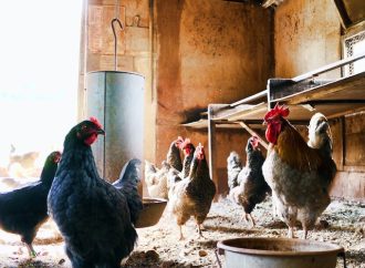 Poultry Farming Success Starting and Growing Your Farm