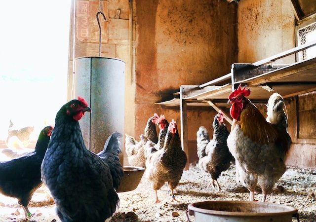 Poultry Farming Success Starting and Growing Your Farm